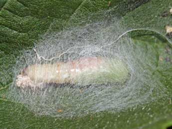  Chrysalide de Hypena rostralis L. - �Jean-Paul Coat