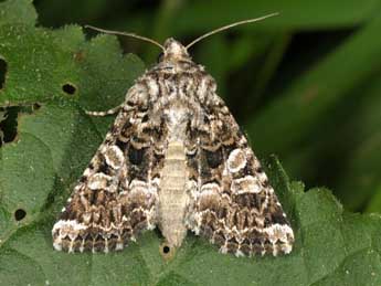 Hadena ruetimeyeri Brsn adulte - �Wolfgang Wagner, www.pyrgus.de