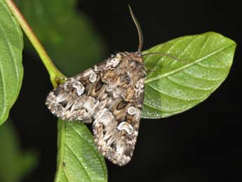 Pachetra sagittigera Hfn. adulte - �Philippe Mothiron