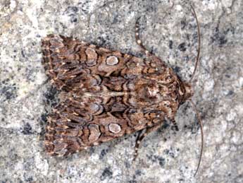 Hadena sancta protai Berio adulte - �Wolfgang Wagner, www.pyrgus.de