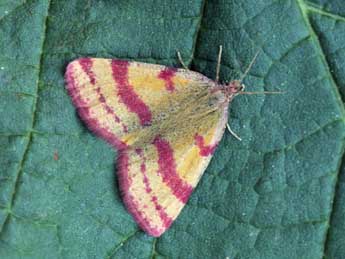 Lythria sanguinaria Dup. adulte - �Daniel Morel