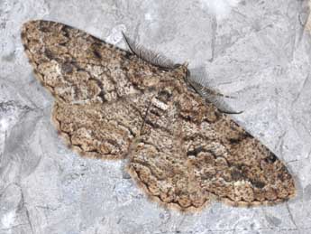 Peribatodes secundaria D. & S. adulte - �Philippe Mothiron