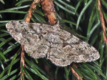 Peribatodes secundaria D. & S. adulte - �Philippe Mothiron