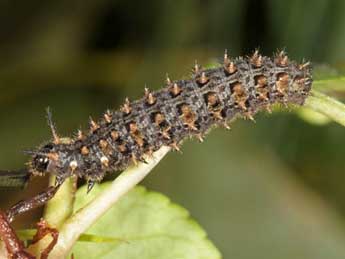  Chenille de Boloria selene D. & S. - �Wolfgang Wagner, www.pyrgus.de