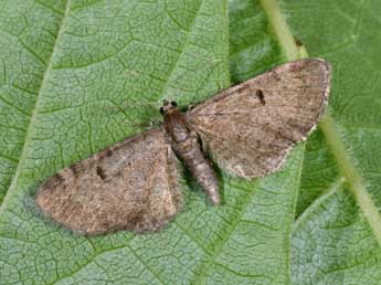 Eupithecia selinata H.-S. adulte - �Philippe Mothiron