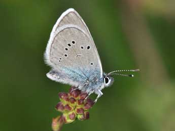 Cyaniris semiargus Rott. adulte - �Philippe Mothiron