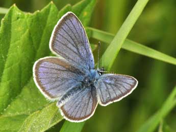 Cyaniris semiargus Rott. adulte - �Philippe Mothiron