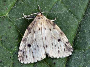 Thumatha senex Hb. adulte - �Daniel Morel