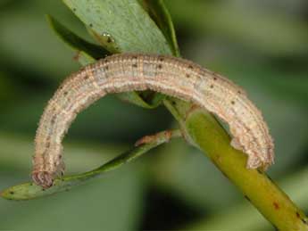  Chenille de Idaea serpentata Hfn. - �Wolfgang Wagner, www.pyrgus.de