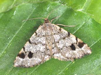 Macaria signaria Hb. adulte - �Philippe Mothiron