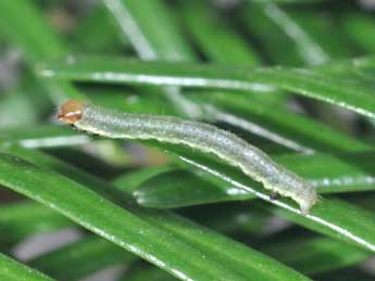  Chenille de Macaria signaria Hb. - �Philippe Mothiron