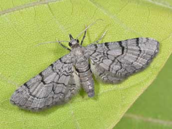 Eupithecia silenicolata Mab. adulte - �Philippe Mothiron