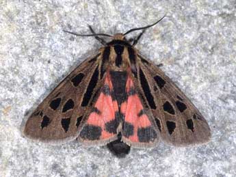 Chelis simplonica Bsdv. adulte - �Wolfgang Wagner, www.pyrgus.de