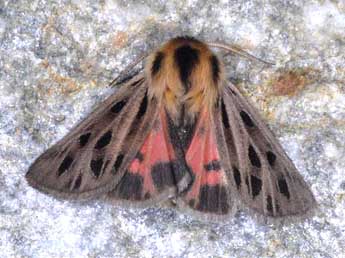 Chelis simplonica Bsdv. adulte - �Wolfgang Wagner, www.pyrgus.de