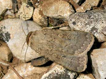 Rhyacia simulans Hfn. adulte - �Jean-Pierre Lamoline