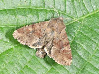 Apamea sordens Hfn. adulte - �Philippe Mothiron