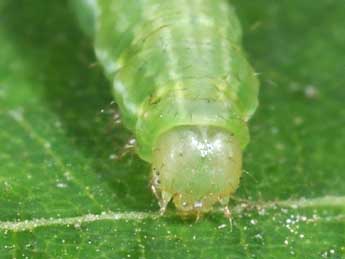  Chenille de Anticollix sparsata Tr. - �Philippe Mothiron