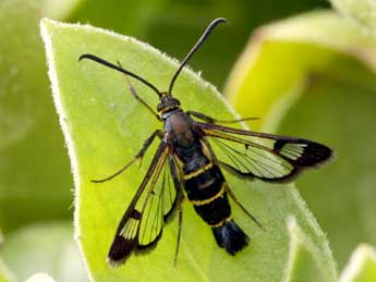 Synanthedon spuleri Fuchs adulte - �Daniel Morel