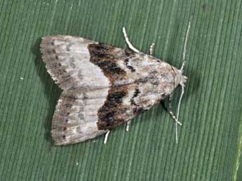 Nola squalida Stgr adulte - �Philippe Mothiron