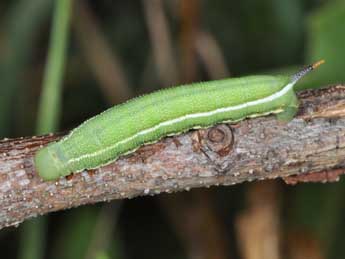  Chenille de Macroglossum stellatarum L. - �Philippe Mothiron