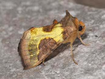 Diachrysia stenochrysis Warr. adulte - �Philippe Mothiron