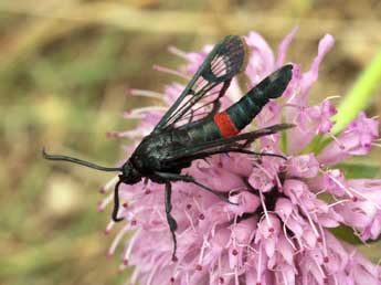 Synanthedon stomoxiformis Hb. adulte - �Daniel Morel