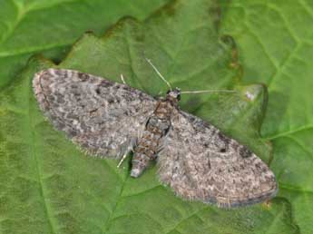 Eupithecia subfuscata Hw. adulte - �Philippe Mothiron