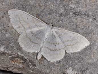 Scopula subpunctaria H.-S. adulte - �Philippe Mothiron