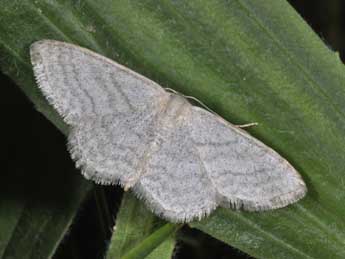 Idaea subsericeata Hw. adulte - �Philippe Mothiron