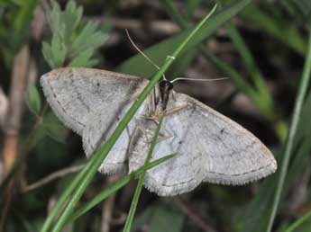 Idaea subsericeata Hw. adulte - �Philippe Mothiron