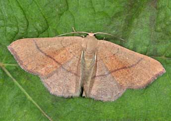 Cyclophora suppunctaria Z. adulte - �Philippe Mothiron