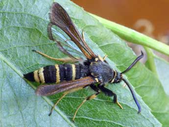 Paranthrene tabaniformis Rott. adulte - �Daniel Morel