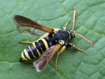 Paranthrene tabaniformis Rott. adulte - �Daniel Morel