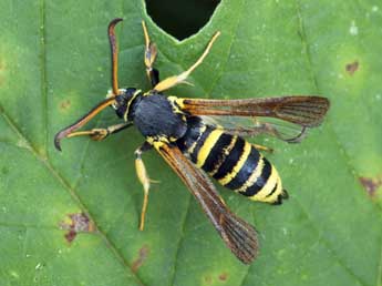 Paranthrene tabaniformis Rott. adulte - �Daniel Morel