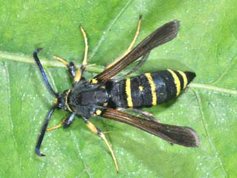 Paranthrene tabaniformis Rott. adulte - �Philippe Mothiron