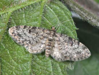 Eupithecia tantillaria Bsdv. adulte - �Philippe Mothiron