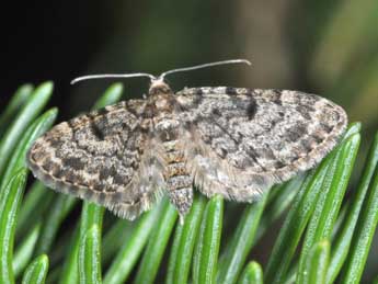 Eupithecia tantillaria Bsdv. adulte - �Philippe Mothiron