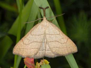 Polypogon tentacularia L. adulte - �Wolfgang Wagner, www.pyrgus.de
