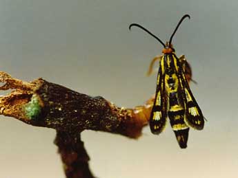 Chamaesphecia tenthrediniformis D. & S. adulte - �Daniel Morel