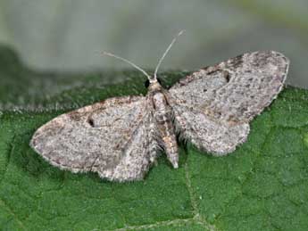 Eupithecia tenuiata Hb. adulte - �Philippe Mothiron
