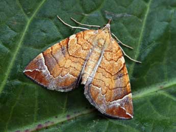 Eulithis testata L. adulte - �Daniel Morel