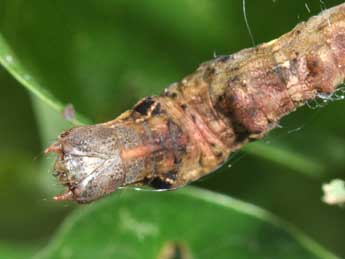  Chenille de Selenia tetralunaria Hfn. - �Philippe Mothiron