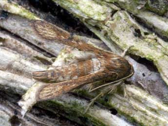 Microsphecia tineiformis Esp. adulte - �Daniel Morel