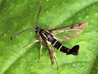 Synanthedon tipuliformis Cl. adulte - �Daniel Morel