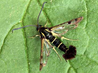 Synanthedon tipuliformis Cl. adulte - �Daniel Morel