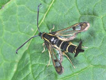 Synanthedon tipuliformis Cl. adulte - �Philippe Mothiron