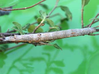  Chenille de Ophiusa tirhaca Cr. - �Emmanuel Ruiz