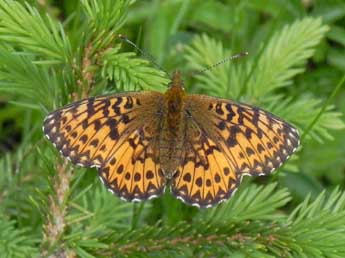 Boloria titania Esp. adulte - �Philippe Mothiron