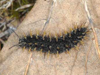  Chenille de Boloria titania Esp. - �Wolfgang Wagner, www.pyrgus.de