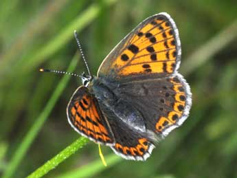 Lycaena tityrus Poda adulte - �Philippe Mothiron